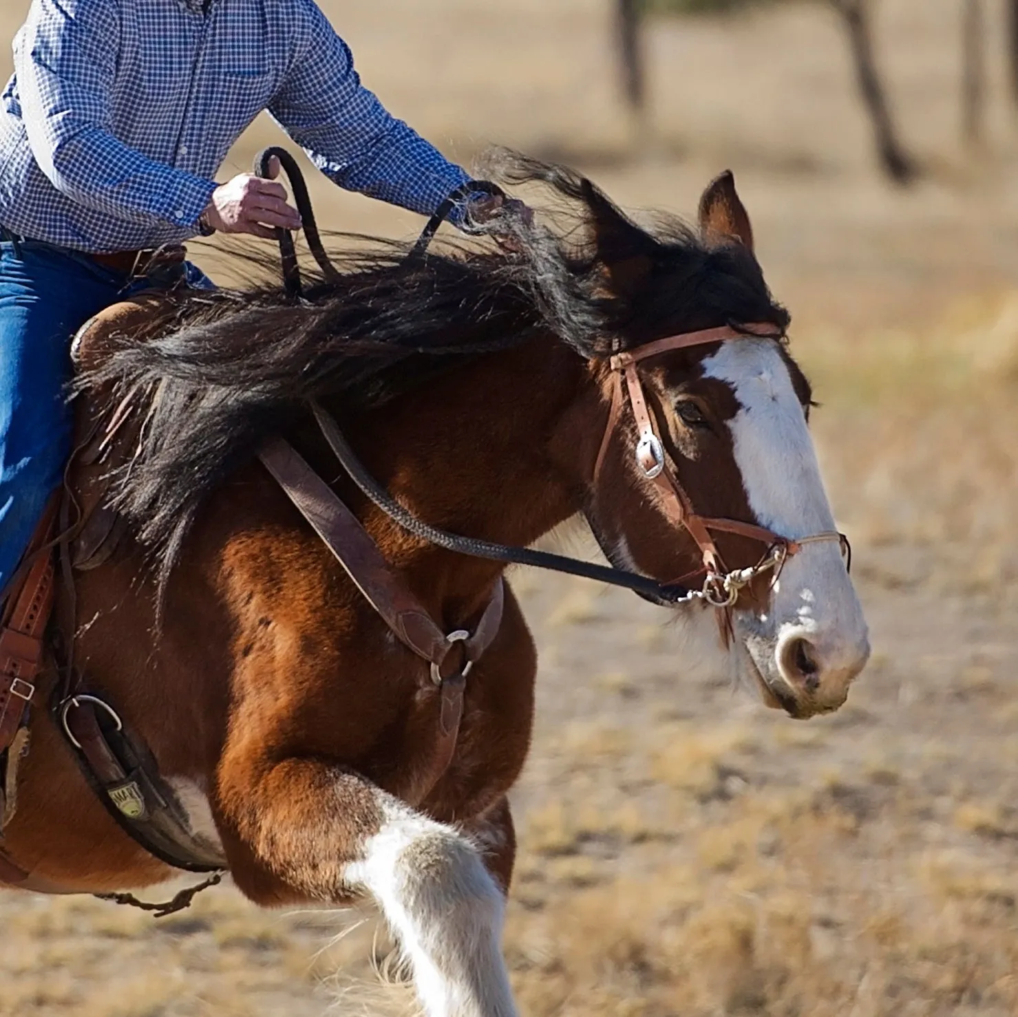 Justin Dunn Bitless Bridle, Draft