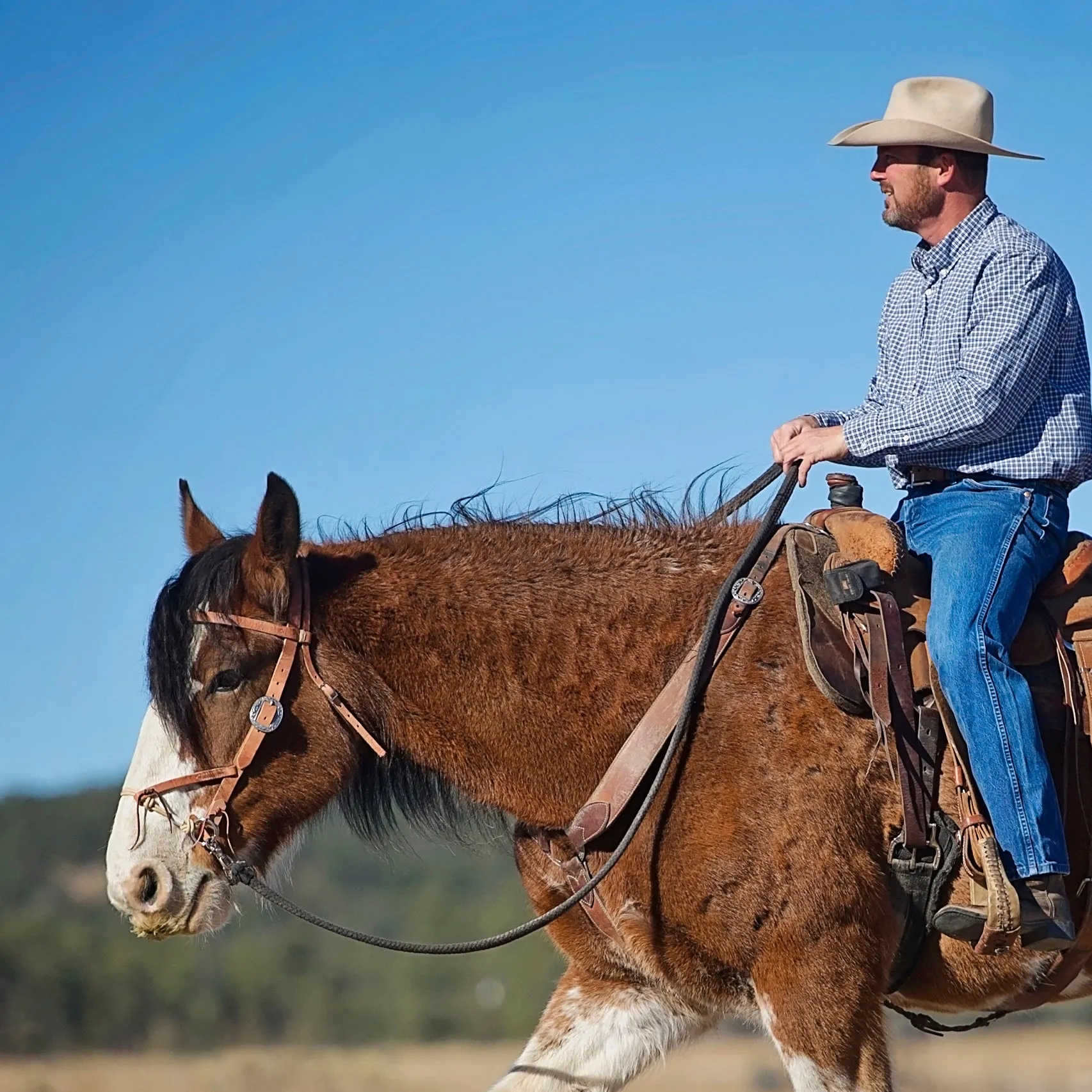 Justin Dunn Bitless Bridle, Draft